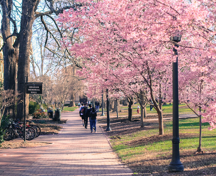 Beautiful cherry blossoms outside Graham Memorial Hall at UNC Chapel Hill